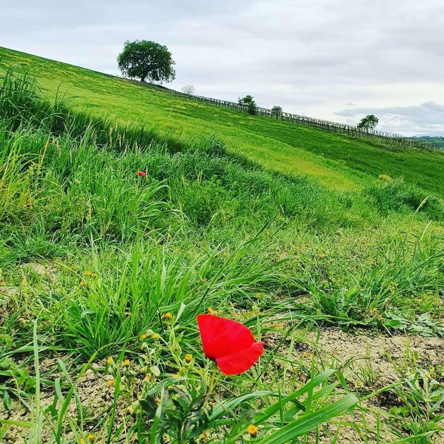 B&B Gli Amici Del Tubarello Roseto degli Abruzzi Kültér fotó