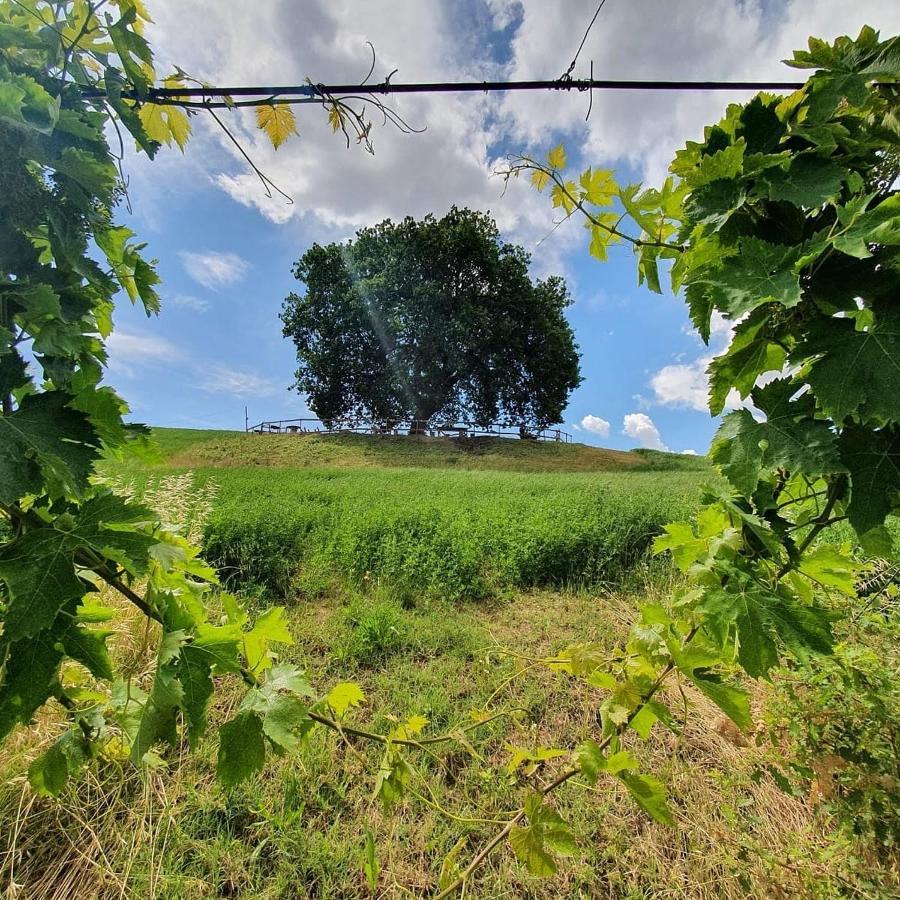 B&B Gli Amici Del Tubarello Roseto degli Abruzzi Kültér fotó