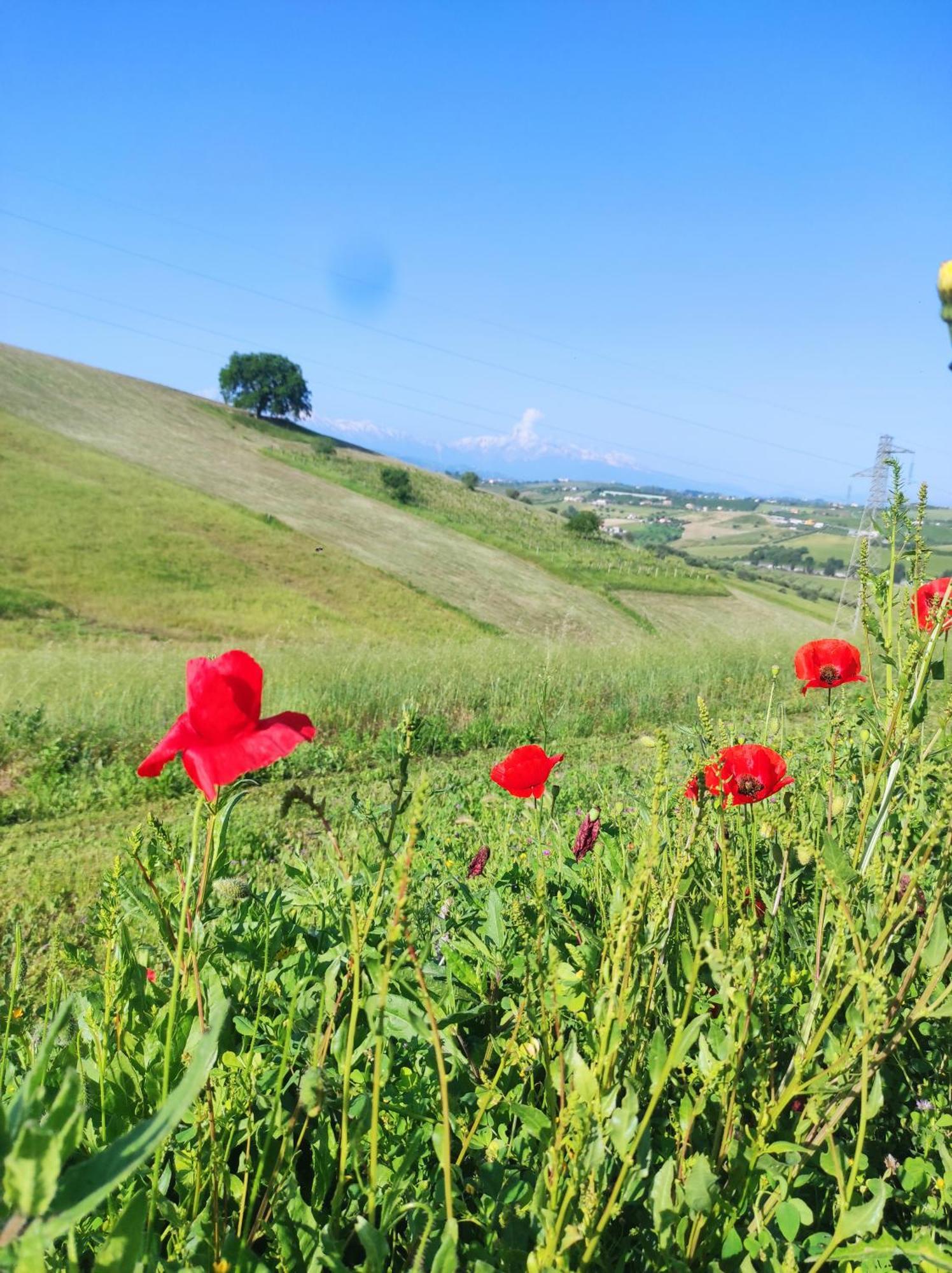 B&B Gli Amici Del Tubarello Roseto degli Abruzzi Kültér fotó