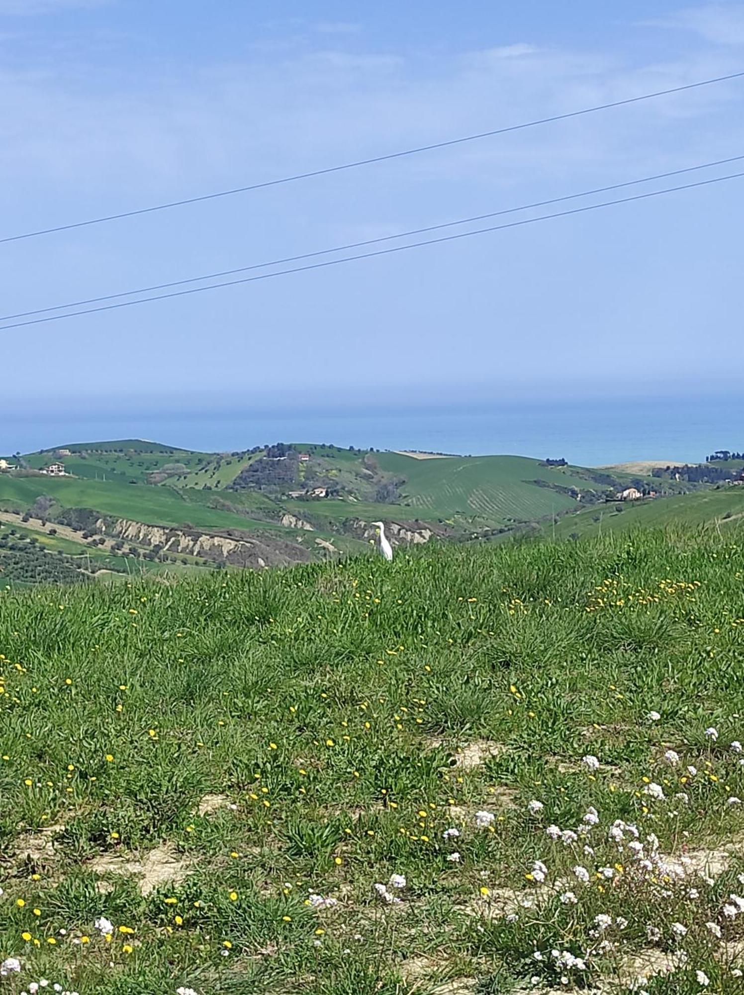 B&B Gli Amici Del Tubarello Roseto degli Abruzzi Kültér fotó